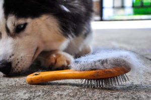 husky laying next to a dog brush with hair on it