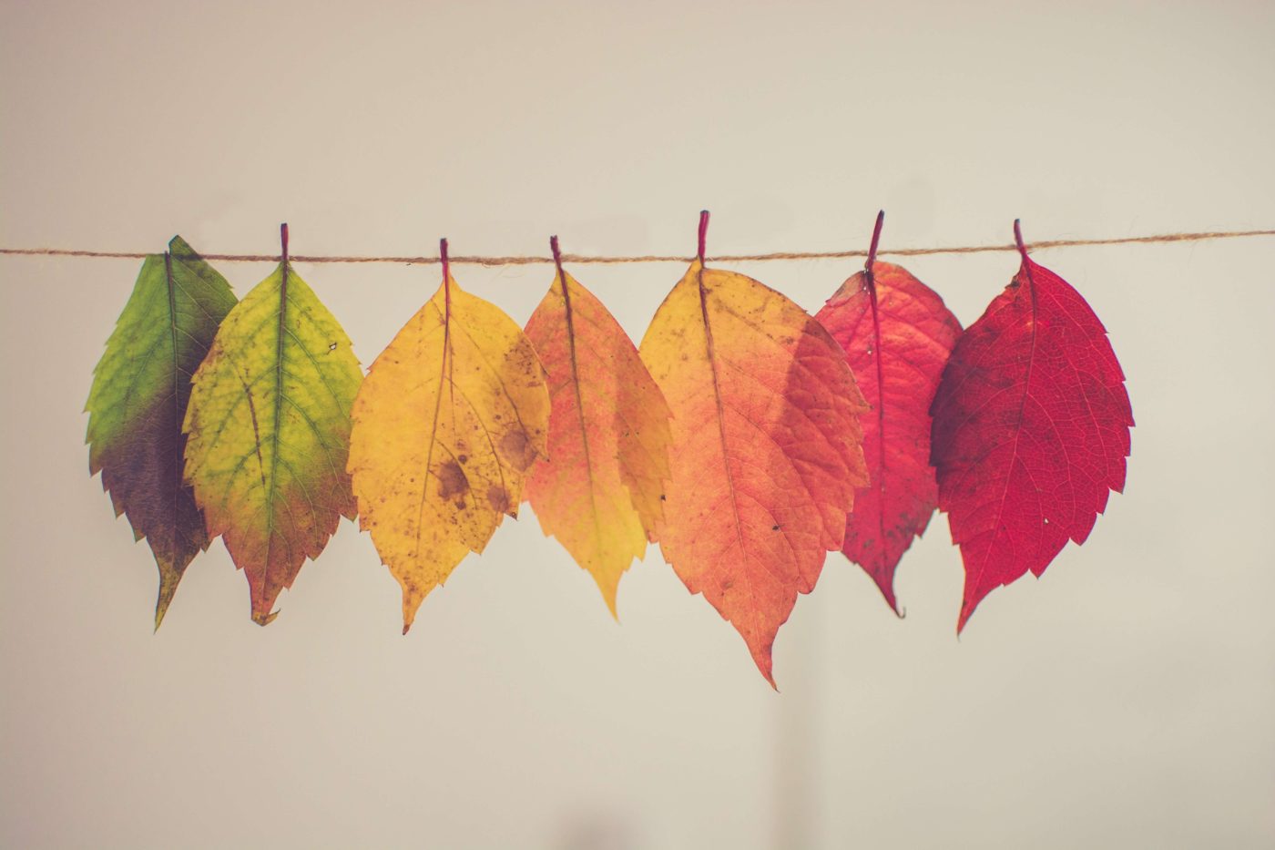 fall leaves in a row