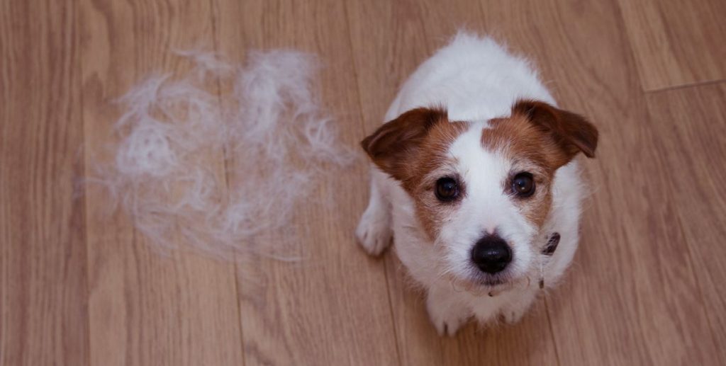 dander dog