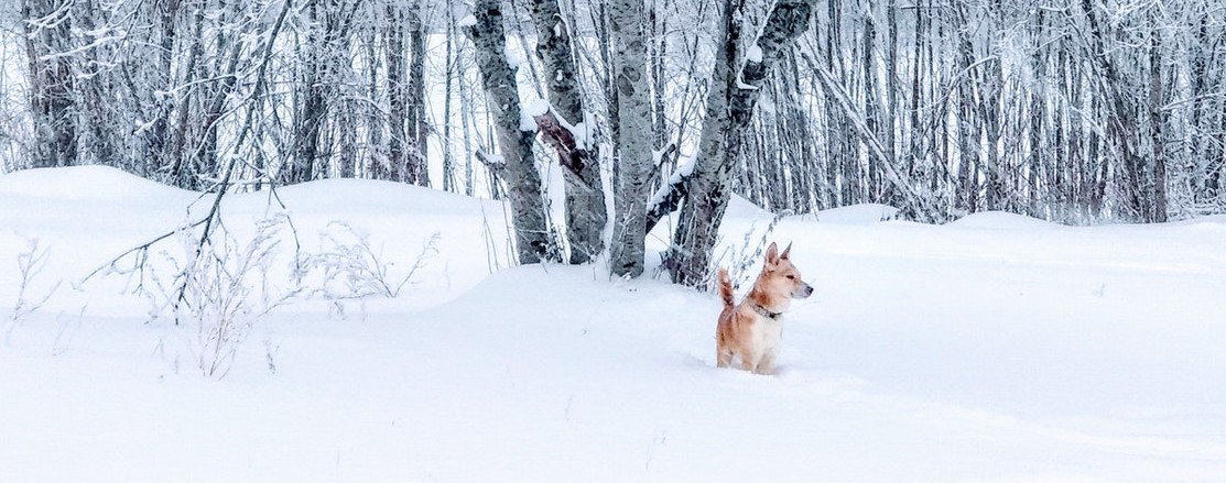 a dog standing in the snow outside